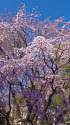六義園の枝垂れ桜