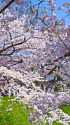 千鳥ヶ淵の桜