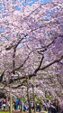 六義園の枝垂れ桜