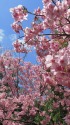 見頃の陽光桜(ヨウコウザクラ)