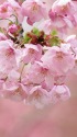 ふんわり開いた陽光桜