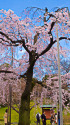 小石川後楽園の枝垂れ桜