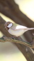 白いシジュウカラ60