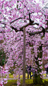 小石川後楽園の枝垂れ桜