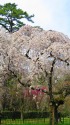 京都御苑のしだれ桜見頃