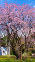 六義園の枝垂れ桜