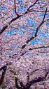 上野公園の桜