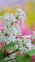 白いライラックの花