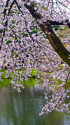 新宿御苑 水辺の桜