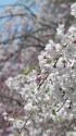 しだれ桜の美1