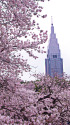 新宿御苑の桜とNTTドコモビル