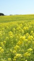 あさが来た最終回の菜の花見頃