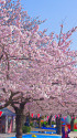 浅草・ 隅田公園の桜並木