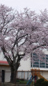 小学校の桜