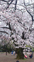 新宿御苑の桜
