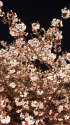 夜桜