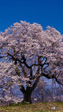 韮崎・わに塚の桜