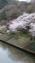 小渕ダム湖の桜