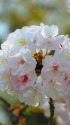里桜(サトザクラ)も咲いて