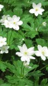 可憐な花・ニリンソウ