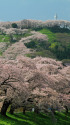 一目千本桜