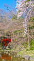 小石川後楽園・通天橋と桜