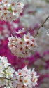 桜・色彩強めの染井吉野