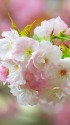 造幣局今年の桜・牡丹