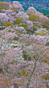 吉野山・上千本の桜