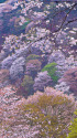 世界遺産 吉野山の春