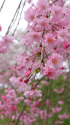 しだれ桜