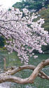 新宿御苑・ 水辺の桜