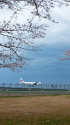 満開の桜とJAL