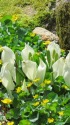 山の春・水芭蕉にリュウキンカ