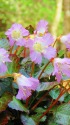 木陰に咲く春の麗花イワウチワ
