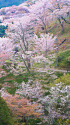 吉野山・中千本の桜