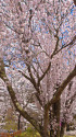 小諸城址懐古園・満開の桜