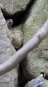 白いシジュウカラ77