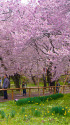 高遠城址の桜