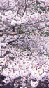 新宿御苑・春景色