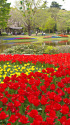 新緑と花の昭和記念公園