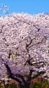 上野公園の桜
