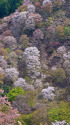 吉野山・下千本の桜
