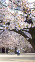 松代城跡の桜