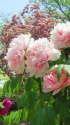 牡丹(花競)に桜