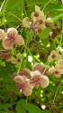 アケビの花