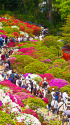 根津神社つつじ苑