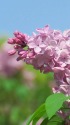 ライラック咲いて