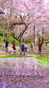 高遠城址公園