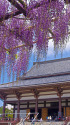 西新井大師本堂と藤の花